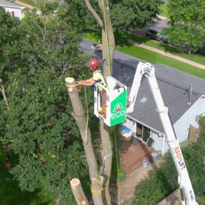 Tree Doc from Eco Tree performing a Removal From the lift