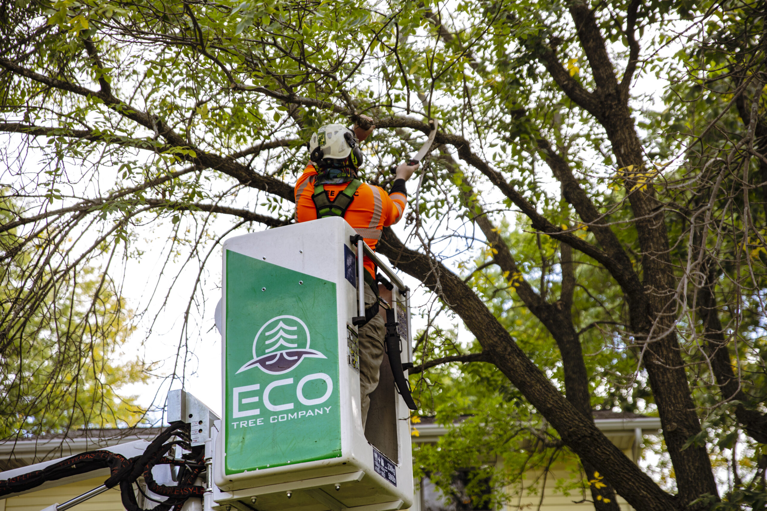 The Essential Guide to Tree Pruning | Eco Tree Company