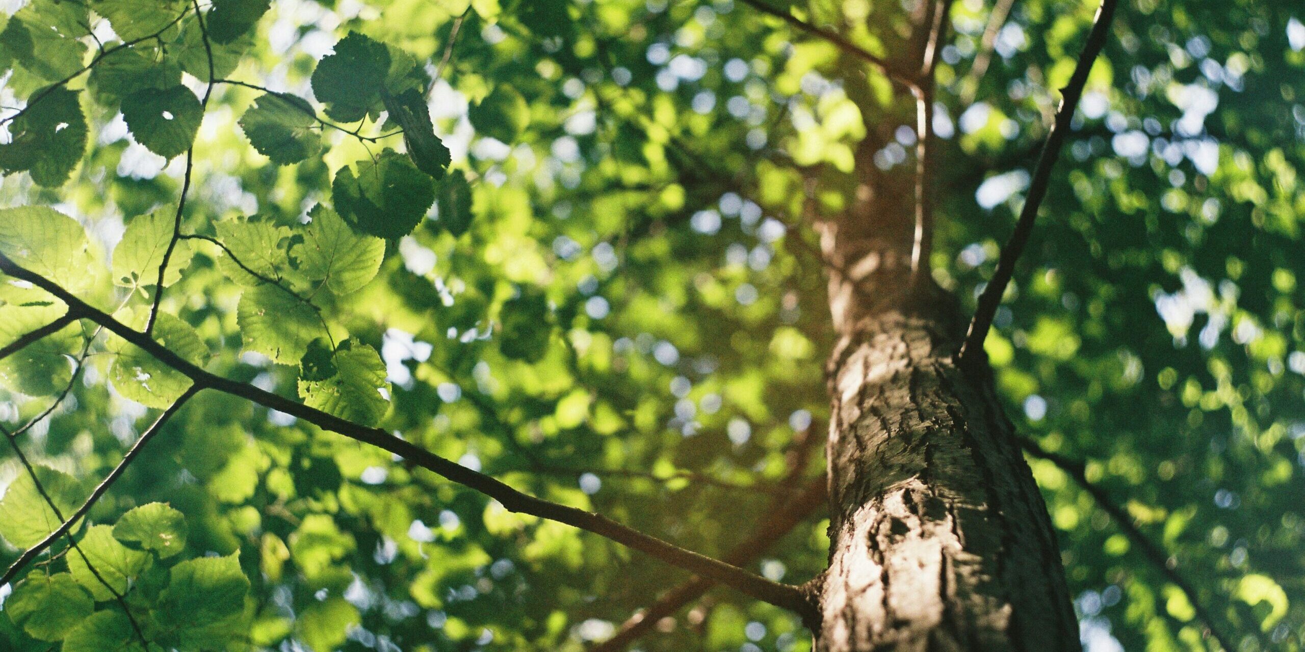 david-vig-qwHHOC2z5Xs-unsplash A tree that has been properly trimmed by a professional tree company.