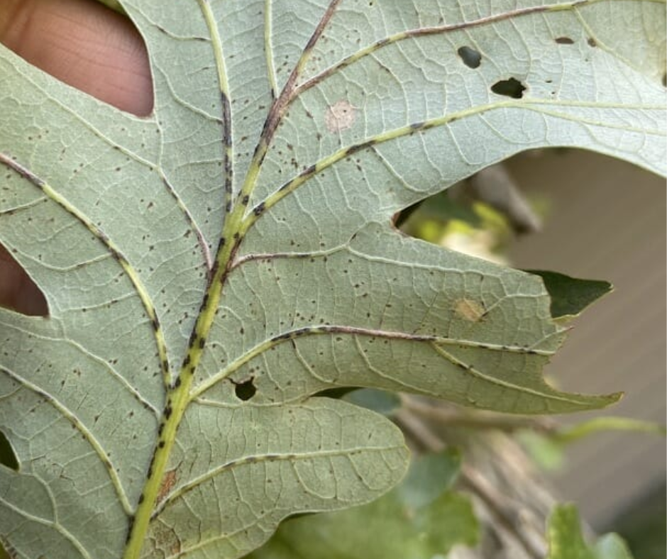 bur oak blight symptoms on a leaf