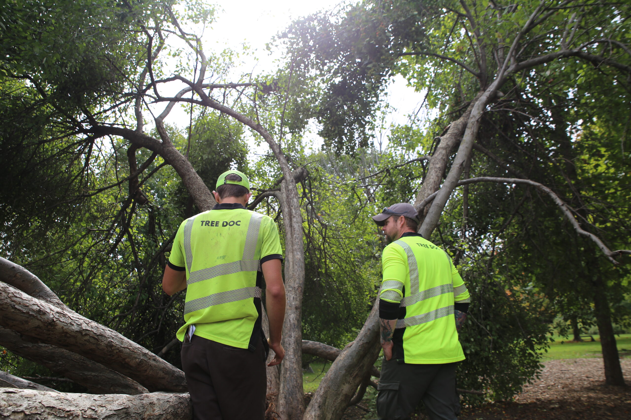 Tree care professionals conducting a tree consultation in Madison, WI.