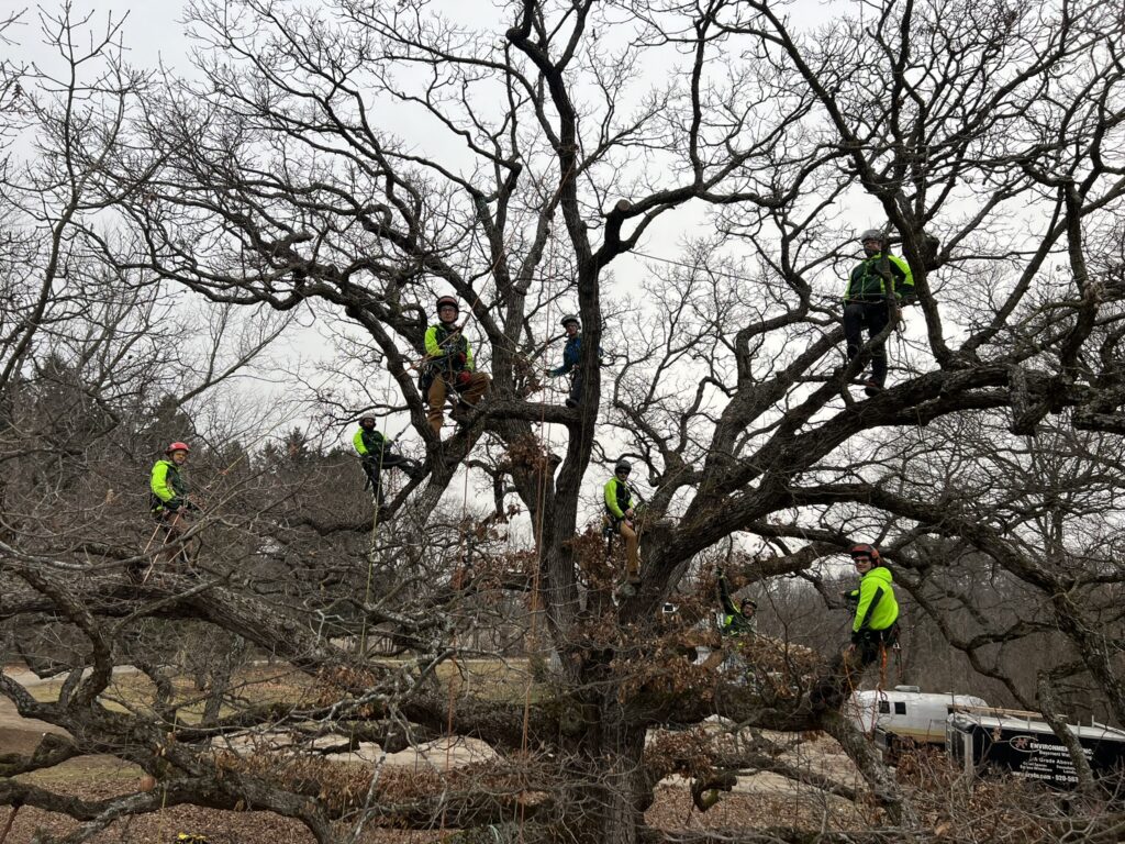 Eco Tree Arborists in a Large Tree 