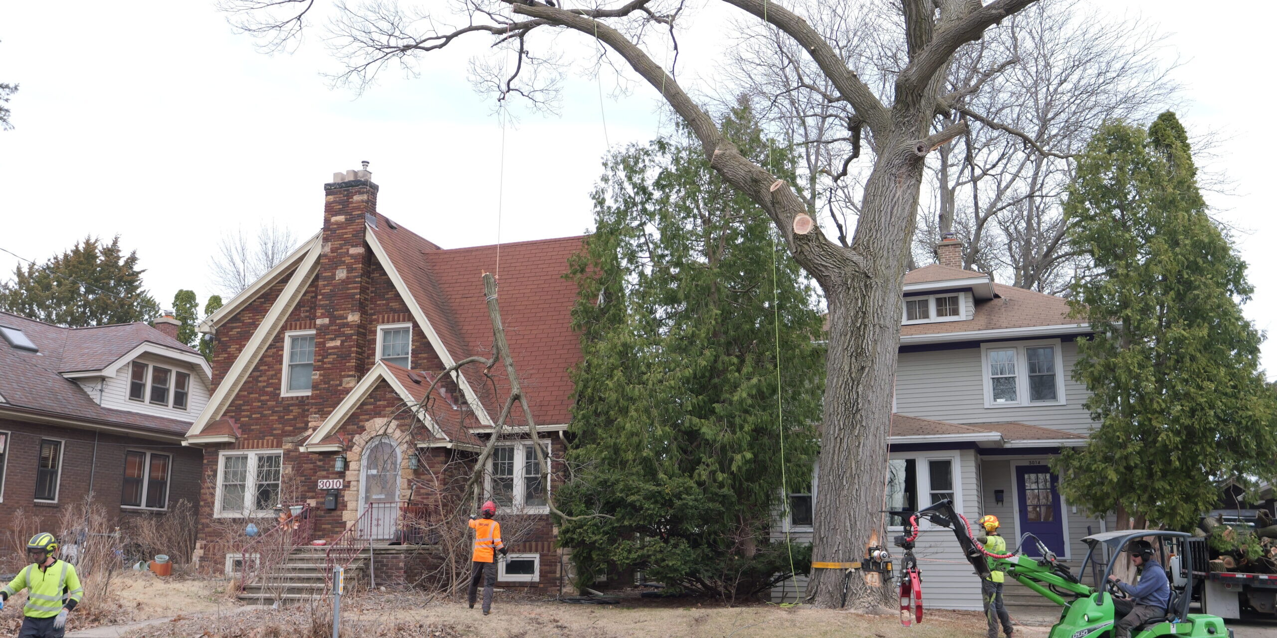 Eco Tree Removal Red Oak A crew of Eco Tree Certified Arborist removing a very large red oak tree.