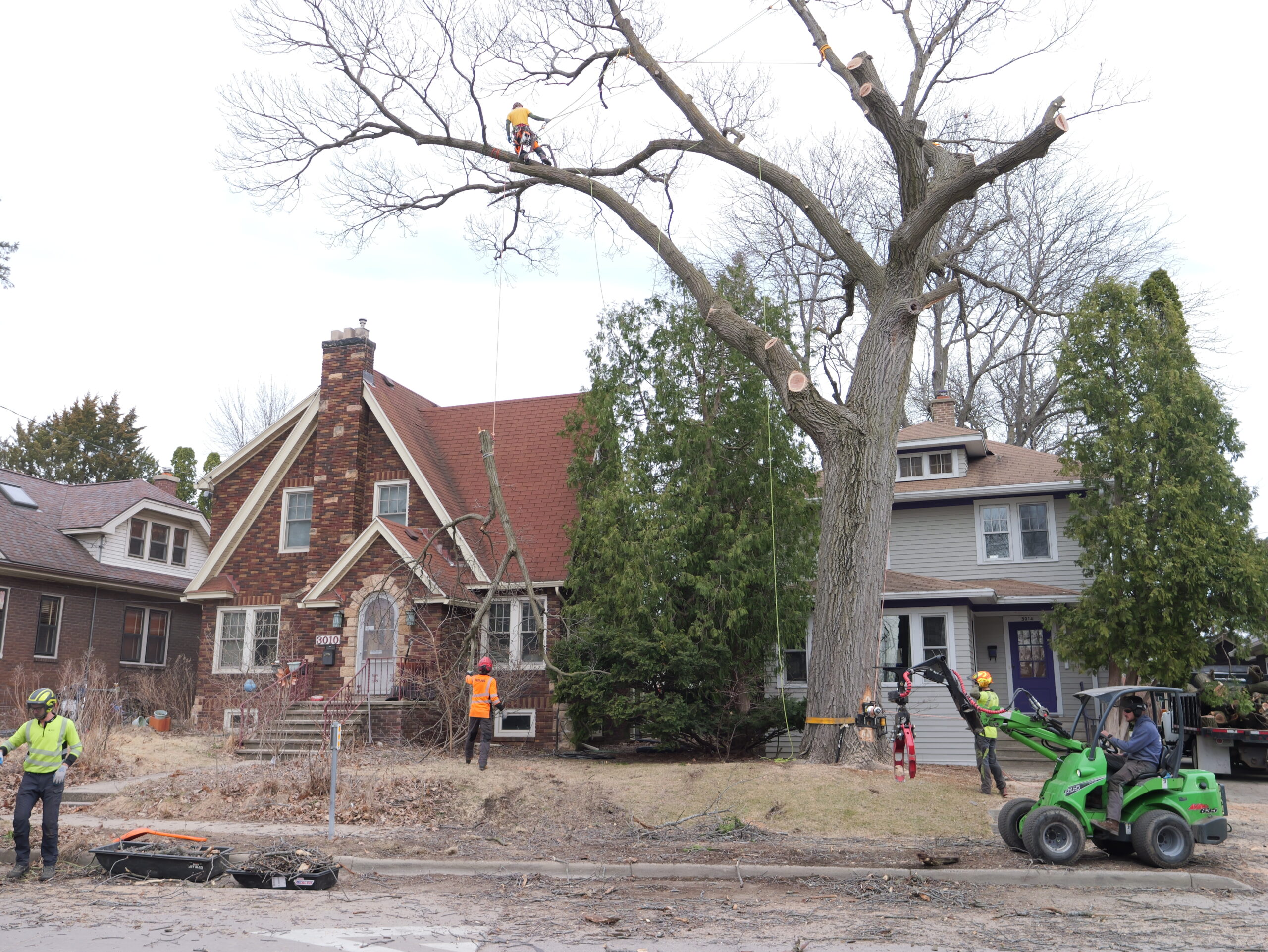 Eco Tree Removal Red Oak A crew of Eco Tree Certified Arborist removing a very large red oak tree.