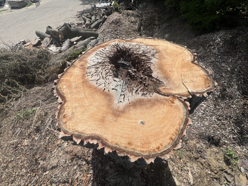 Tree Decay detected via Tree Risk Assessment.