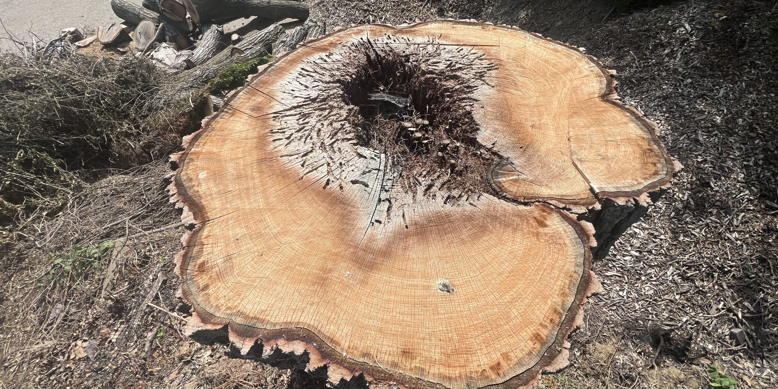 Tree Decay detected via Tree Risk Assessment.