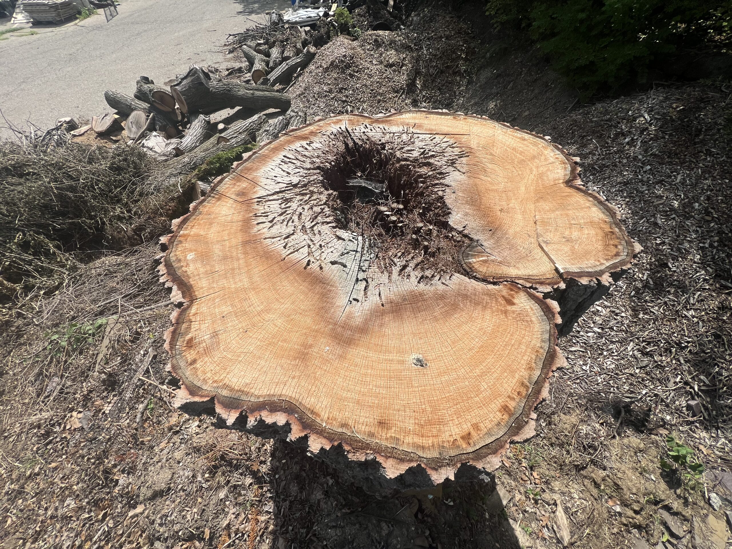 Tree Decay Tree Decay detected via Tree Risk Assessment.